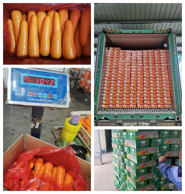 2021 New Carrot 150g & up Fresh Red Carrot