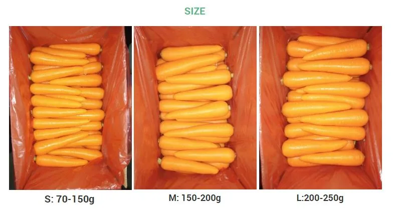 Wholesaler Fresh Carrot in Cheap Carrot Price