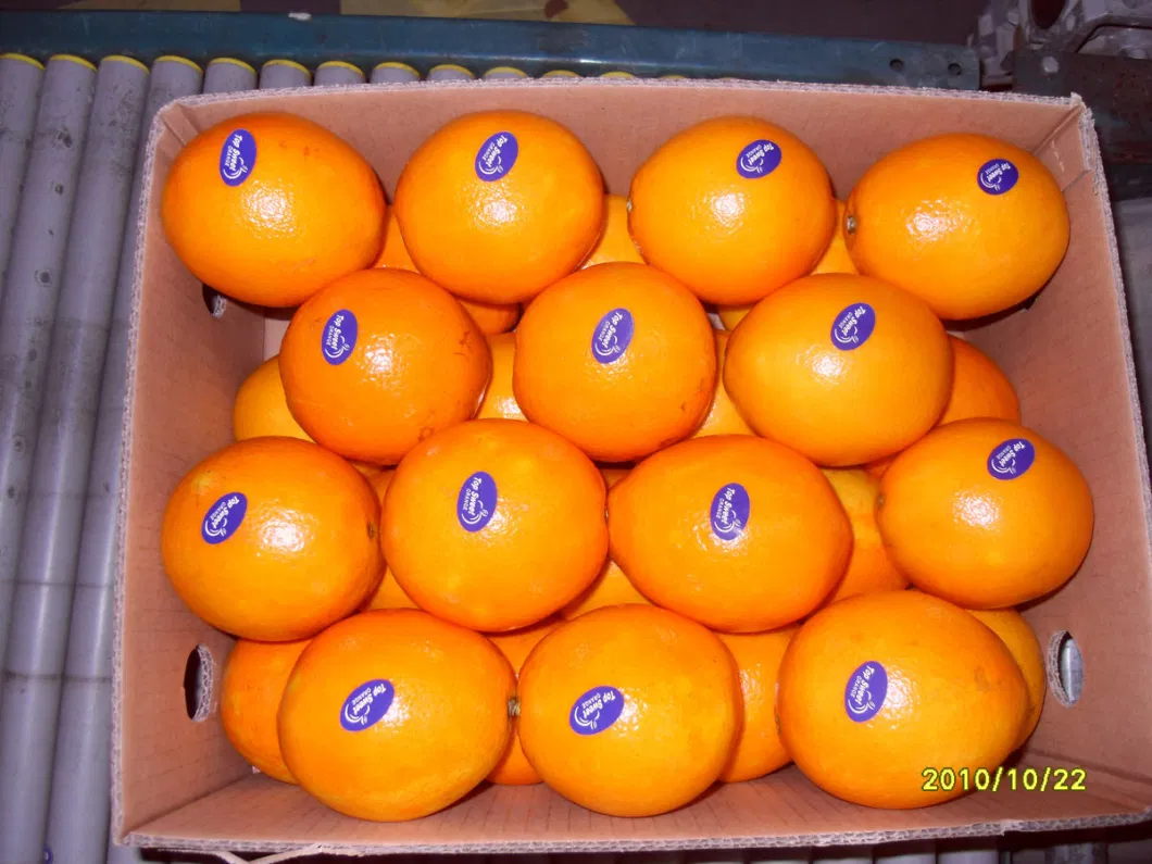 Fresh Fruits Navel Orange From Shandong China