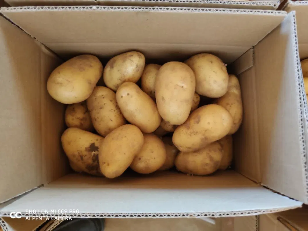 Chinese New Crop Selected Super Fresh Potato