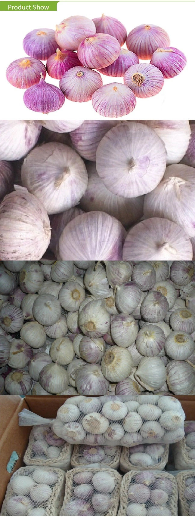 Top Quality Fresh Solo Garlic with Competitive Price