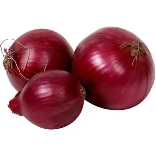 Top Quality Red Fresh Onion for Export