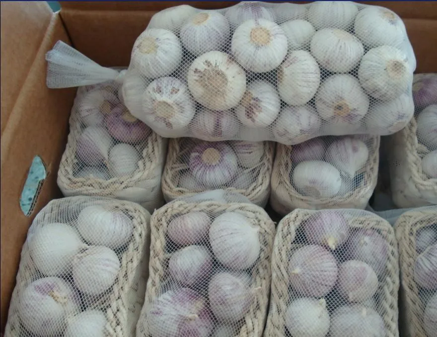 Fresh Solo Garlic (4.0-4.5cm)