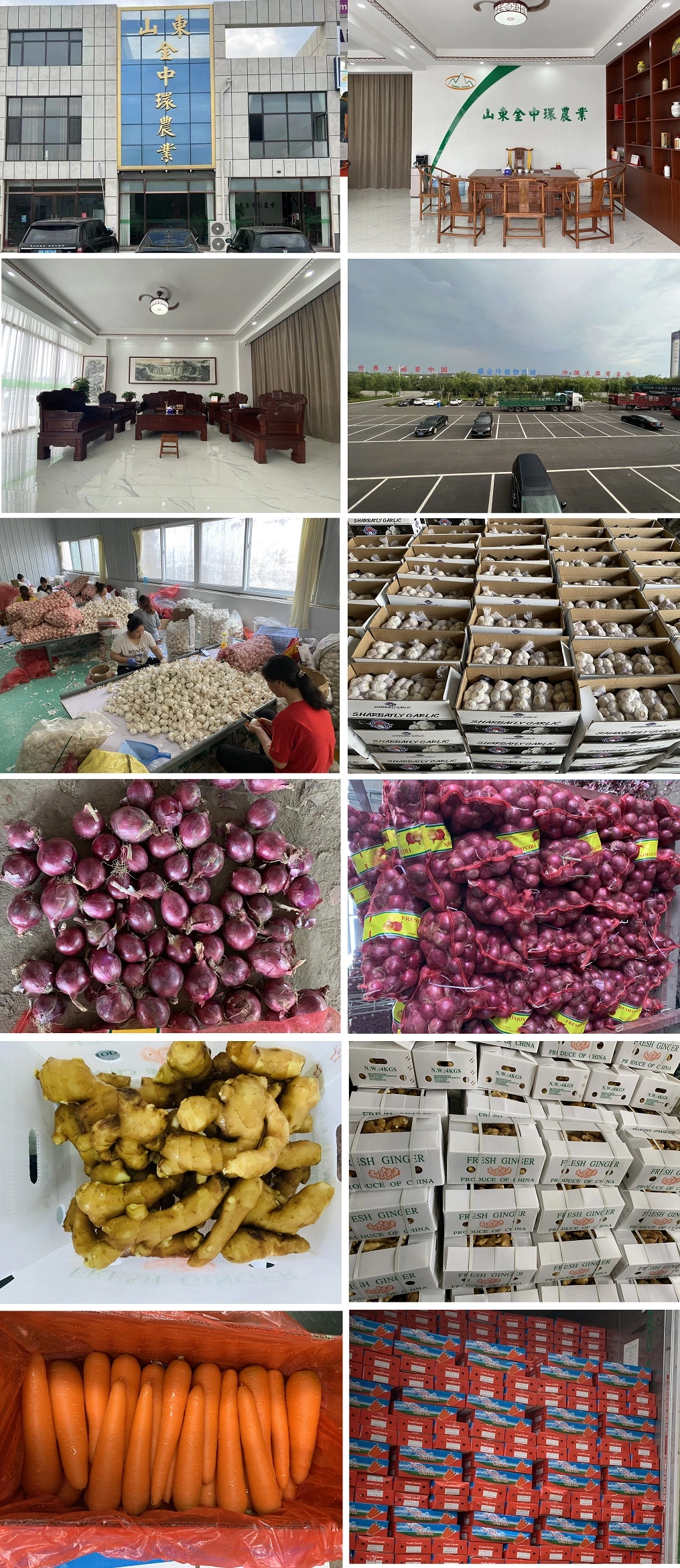 Top Quality Red Fresh Onion for Export