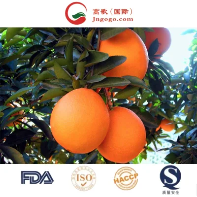 Vendi i migliori fornitori di arance navel fresche biologiche