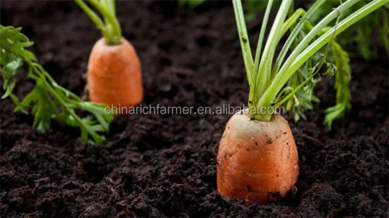 Carota fresca del grossista al prezzo economico della carota