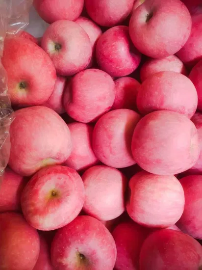 Prezzo di mela Qinguan FUJI di Gala Qinguan FUJI di Huaniu Golden Delicious di cristallo rosso a cubetti essiccato fresco all'ingrosso dal fornitore di fabbrica