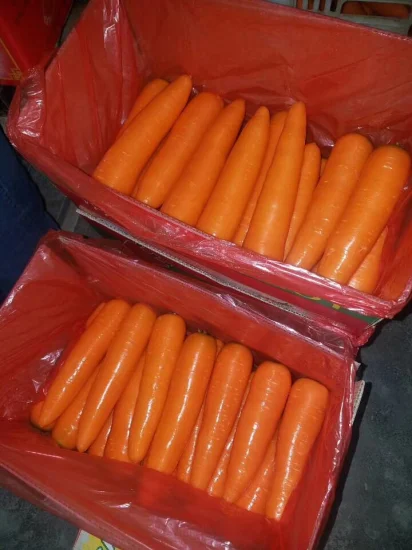 2021 Novità Carota 150g e oltre Carota rossa fresca