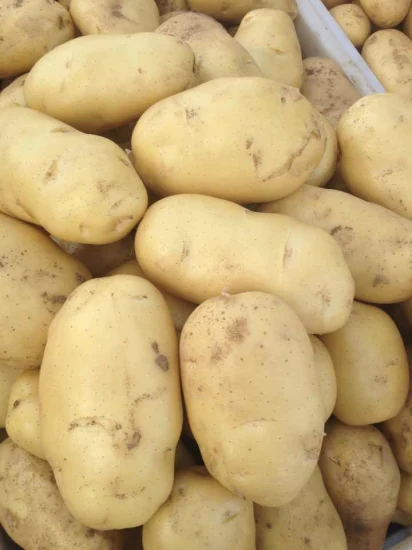 Nuovo raccolto di patate fresche olandesi di buona qualità